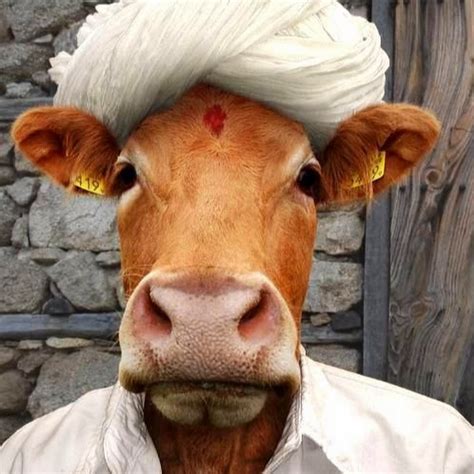 Cow in arabic